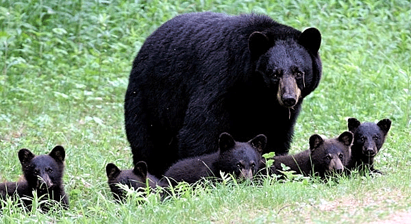 Black Bear Sow with five Cubs