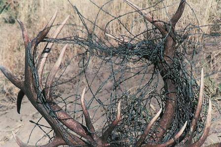 Elk rack in Barbed wire