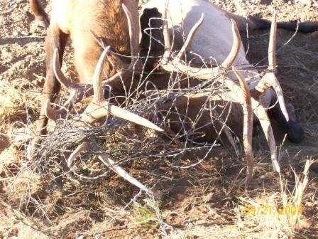 Locked Elk on Wire