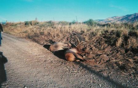 Locked Elk on side of Road