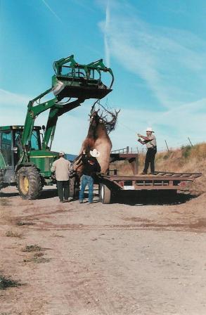 Locked Elk being loaded onto trailer