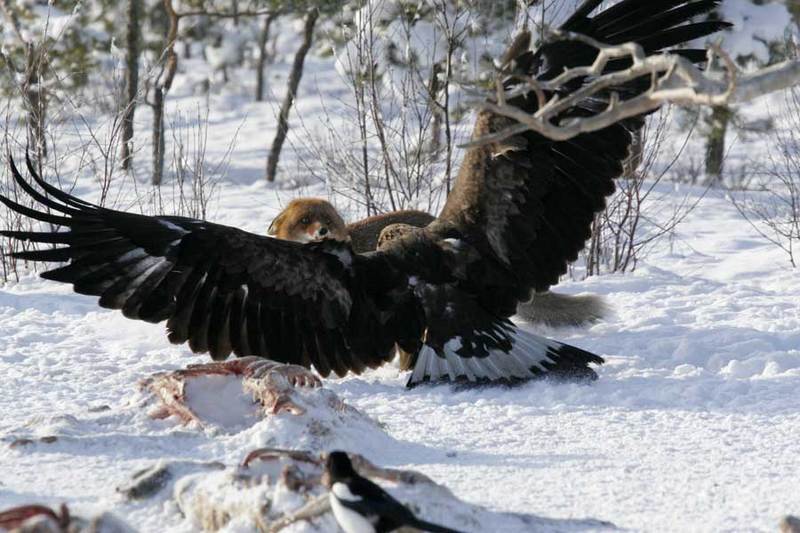 Eagle fighting Fox
