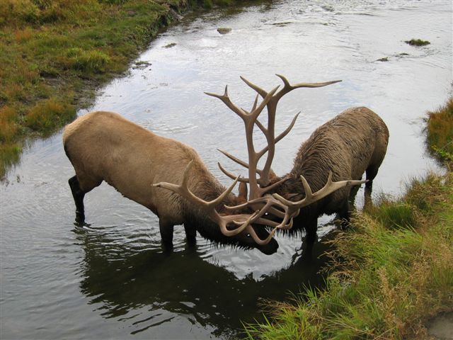 Fighting Elk in Water