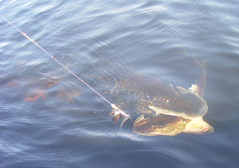 Large Pike in water