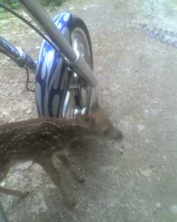 Deer Under Motorcyle