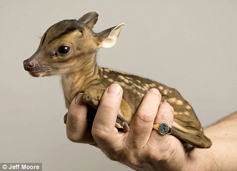 Tiny Deer
